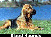 AKC/Eukanuba Dog Championships