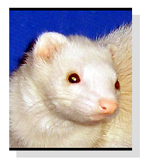Adopt Mary Kate & Ashlee Today!