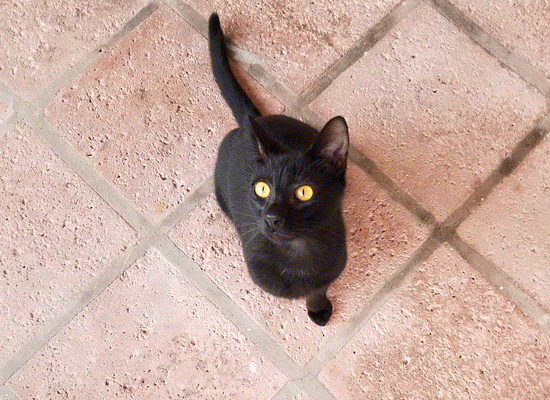 Humane Society of Grand Bahama on Pet Life Radio