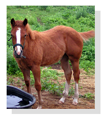 Adopt Bay State Breeze Today!
