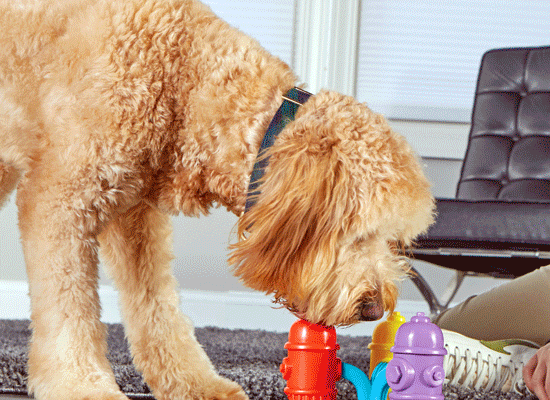 Brightkins paws-on interactive toys and training tools unlock your pets' curiosity and engage the entire family on Pet Life Radio