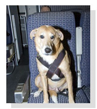 Dogtravel Company