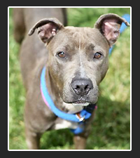 Adopt Dakota Today!
