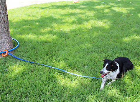 Dog Ring on Pet Life Radio