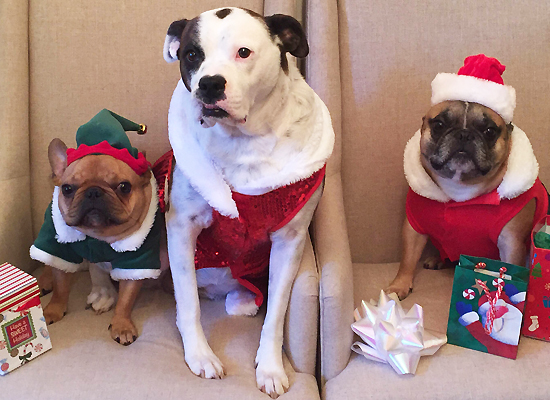 A Doggone Good Guide for Holiday Eating on Pet Life Radio