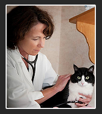 Dr. Elizabeth Colleran on Pet Life Radio