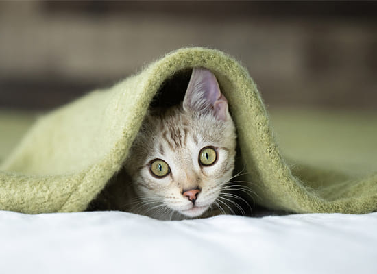 Paws, Props & Purrs: Mastering Cat Photography with Karen Hoglund on Pet Life Radio