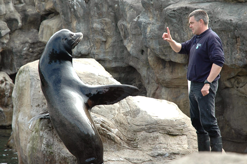 Ken Lytwyn trains the Sea Lions on Pet Life Radio