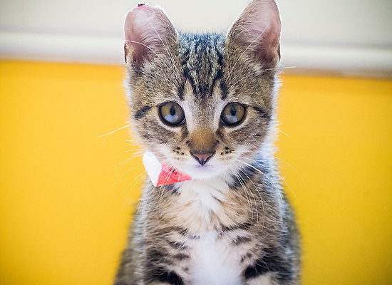 Kitty Bungalow Charm School for Wayward Cats on Pet Life Radio