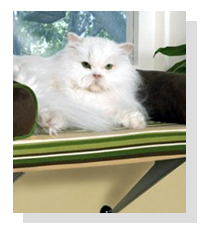 Kitty Utopia on Pet Life Radio