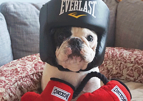 Manny The Frenchie on Pet Life Radio