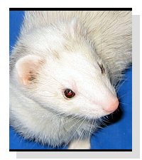 Adopt MaryKate & Ashlee Today!