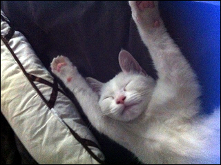 Maud Sleeps