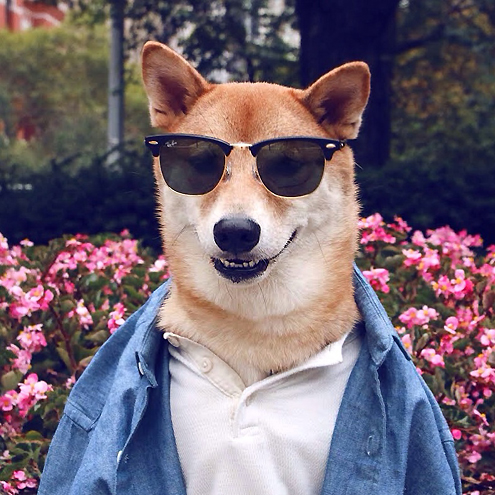 Menswear Dog on Pet Life Radio