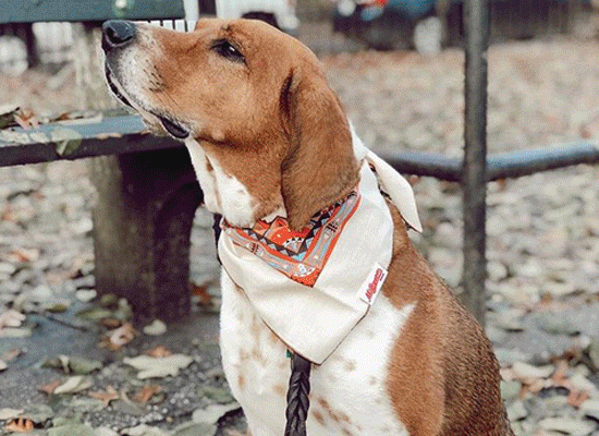 Milltown Brand on Pet Life Radio