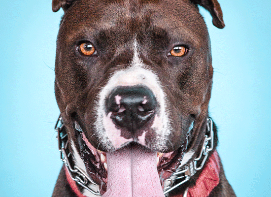 Peter Michelena on Pet Life Radio
