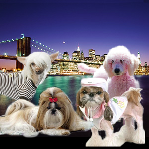 Pets In The City on PetLifeRadio.com
