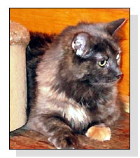 Adopt Princess Anne Today!