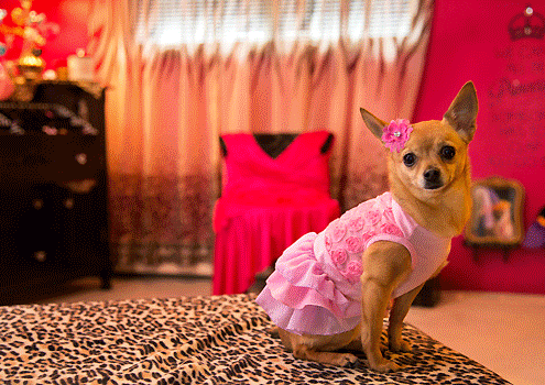 Shannon Heggem on Pet Life Radio