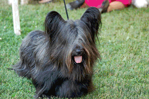 Michael Pesare of Gleanntan Kennels