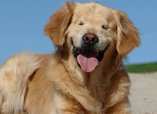 Smiley the Blind Therapy Dog on Pet Life Radio