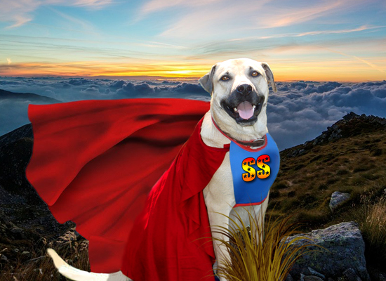Super Smiley on Pet Life Radio