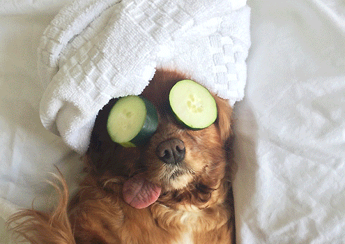Toast Meets World on Pet Life Radio