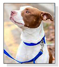 Adopt Valentino Today!