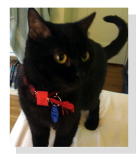 Adopt Zola Today!