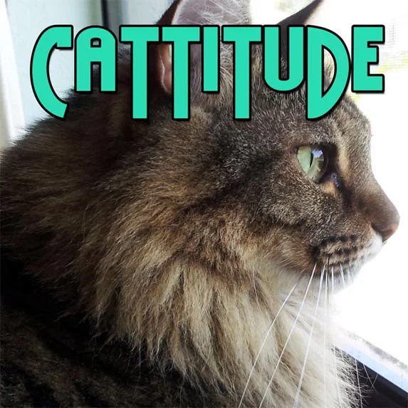 Why do cats purr, knead, lick, meow, bite, rub, scratch, eat grass, sleep so much & like boxes?  Find out on Cattitude #1 cat podcast on Pet Life Radio