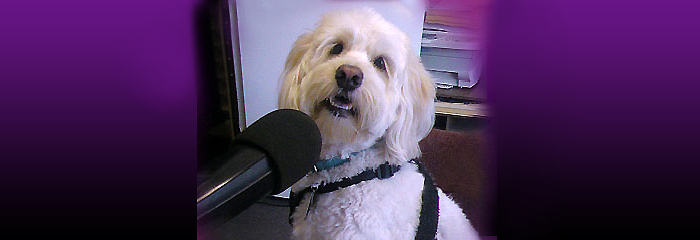 All Paws Pet Talk on Pet Life Radio