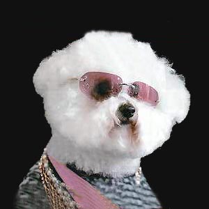 The Pet Set on Pet Life Radio