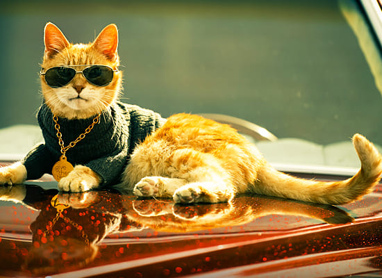 Scooter the Neutered Cat on Pet Life Radio