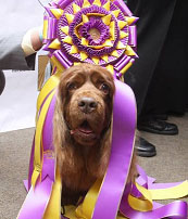 Westminster 2009 �Best In Show� Winner � 
�Stump� the Sussex Spaniel 
 